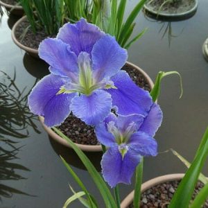 Iris louisiana 'Arrows'