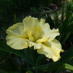 Iris louisiana 'Dossier'