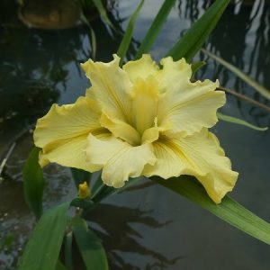 Iris louisiana 'Dossier'