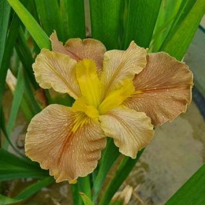 Iris louisiana 'Ginger Fudge'