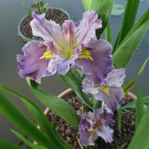Iris louisiana 'Lake Hamana'