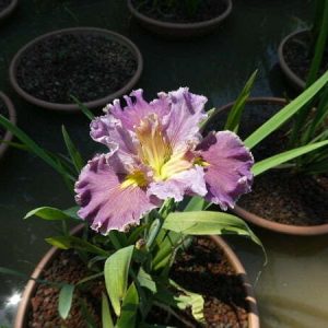 Iris louisiana 'Lake Hamana'