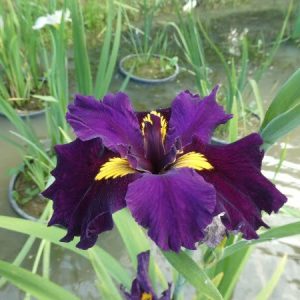 Iris louisiana 'Night Thunder'