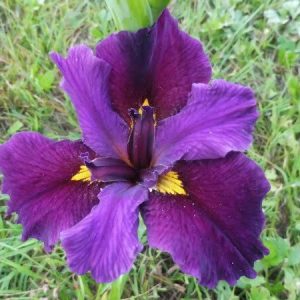 Iris louisiana 'Night Thunder'