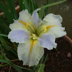 Iris louisiana 'Nutcote'