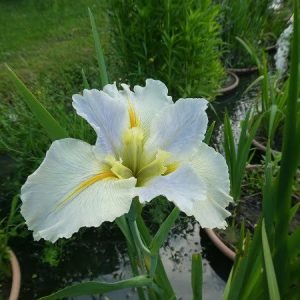 Iris louisiana 'Nutcote'