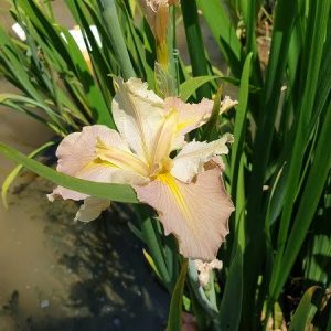 Iris louisiana 'Pastel Accent'