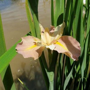 Iris louisiana 'Pastel Accent'