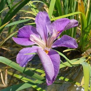 Iris louisiana 'Pegaletta'
