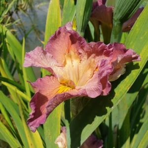 Iris louisiana 'Princess Leia'