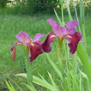 Iris louisiana 'Red'