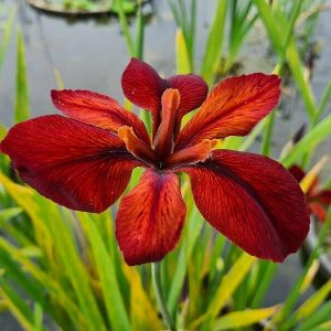 Iris louisiana 'Red Echo'