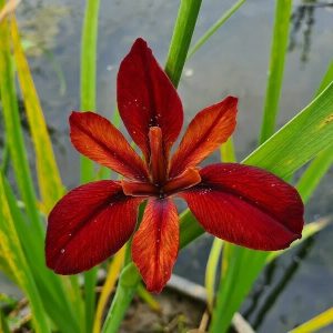Iris louisiana 'Red Echo'
