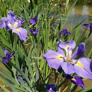 Iris louisiana 'Sinfonietta'