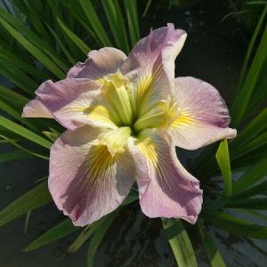 Iris louisiana 'Sunshine Bridge'