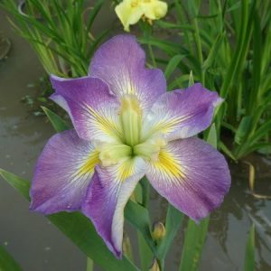 Iris louisiana 'Sunshine Bridge'