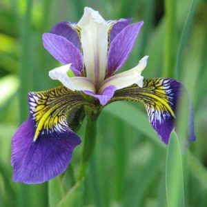 Iris pseudacorus 'Regal Surprise'