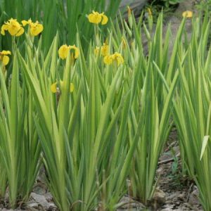 Iris pseudacorus 'Variegata' (Variegated Yellow Flag)