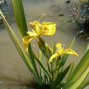 Iris pseudacorus 'Variegata' (Variegated Yellow Flag)