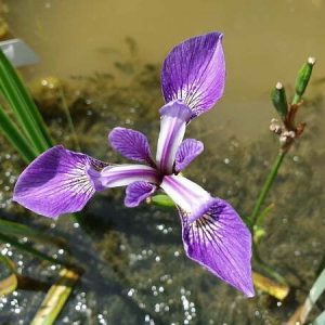 Iris versicolor 'China West Lake'