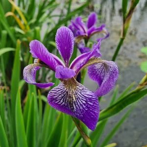 Iris versicolor 'China West Lake'