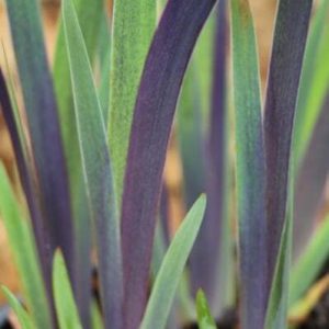 Iris versicolor 'Dark Aura'