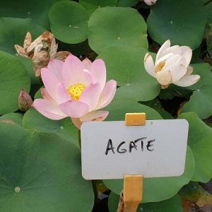 Lotus Nelumbo 'Agate'