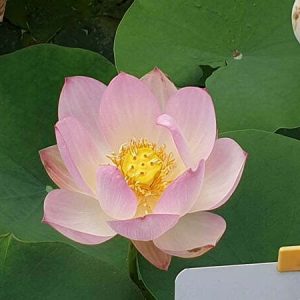 Lotus Nelumbo 'Agate'
