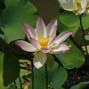 Lotus Nelumbo 'American Three Colours'
