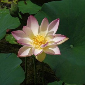 Lotus Nelumbo 'American Three Colours'