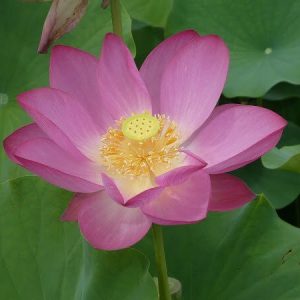 Lotus Nelumbo 'Baby Pink'