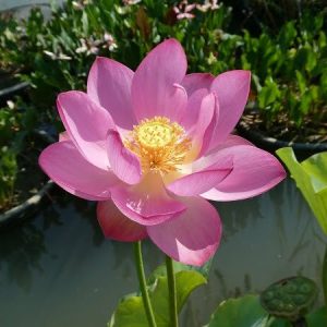 Lotus Nelumbo 'Betsy'