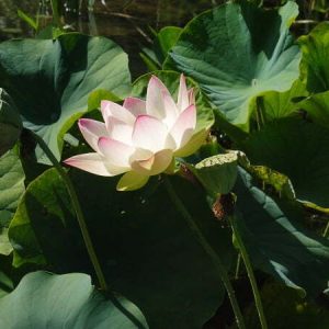 Lotus Nelumbo 'Chawan Basù'