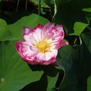 Lotus Nelumbo 'Double Pink'