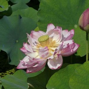 Lotus Nelumbo 'Double Pink'