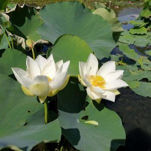 Lotus Nelumbo 'Mario Zanfardino'