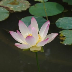 Lotus Nelumbo 'Pink And Yellow'