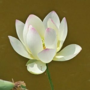 Lotus Nelumbo 'Pink And Yellow'