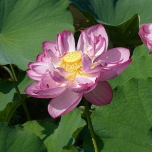 Lotus Nelumbo 'Rosa Turm'