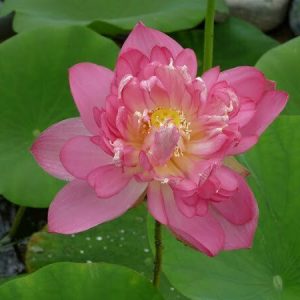 Lotus Nelumbo 'Rosea Plena'