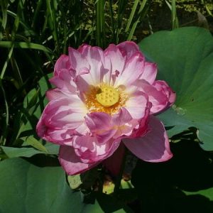 Lotus Nelumbo 'Sharon'