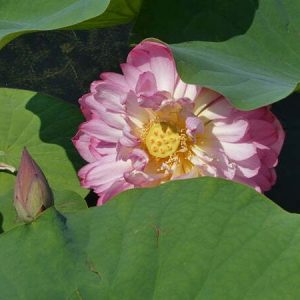 Lotus Nelumbo 'Sharon'