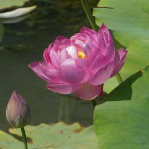 Lotus Nelumbo 'Tao Hong Su Ju'