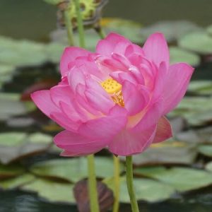Lotus Nelumbo 'Tao Hong Su Ju'