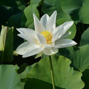 Lotus Nelumbo 'White Triangle'