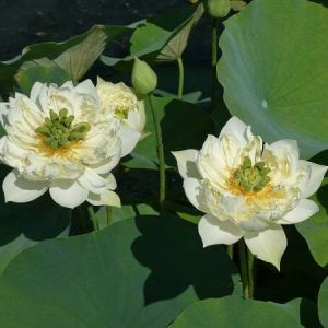 Lotus Nelumbo 'Xi Shi Wan Cha'
