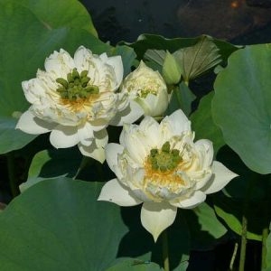 Lotus Nelumbo 'Xi Shi Wan Cha'