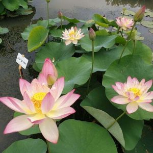 Lotus Nelumbo 'Xin De Lian'