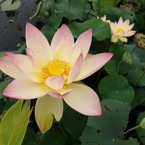 Lotus Nelumbo 'Zazhong San Yanse'