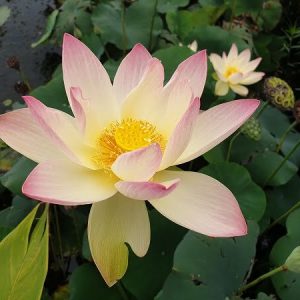 Lotus Nelumbo 'Zazhong San Yanse'